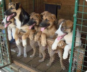 V Donecke postroili prijut dlja sobak za 9 millionov griven